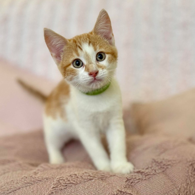 Photo of Zoe   In Foster Care In Croydon