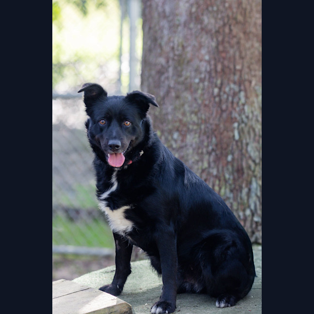 Photo of Koda