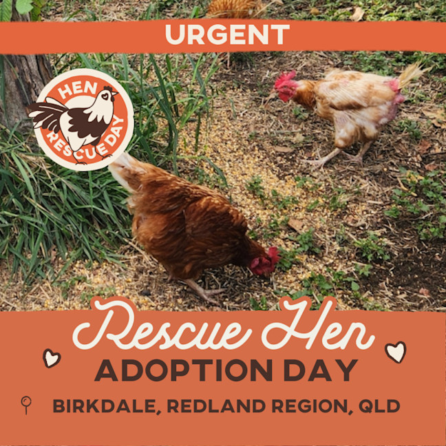 Photo of Rescue Hens