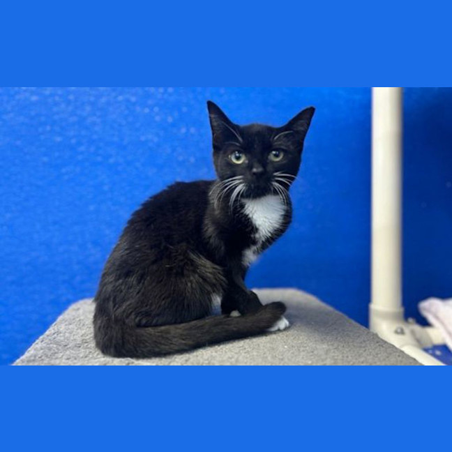 Photo of Sootie