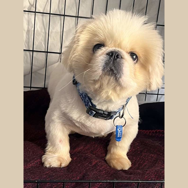 Photo of Snowy