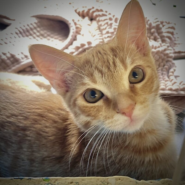 Photo of Darrow