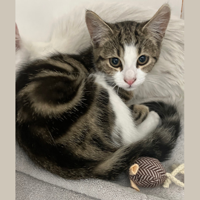 Photo of Ponyo 