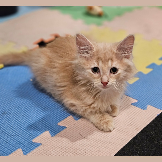 Photo of Simba
