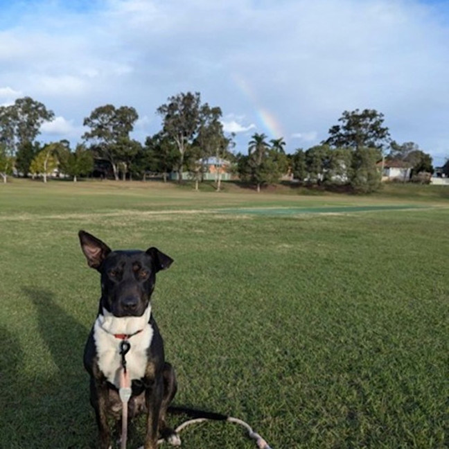 Photo of Koda *$250 Adoption Fee*