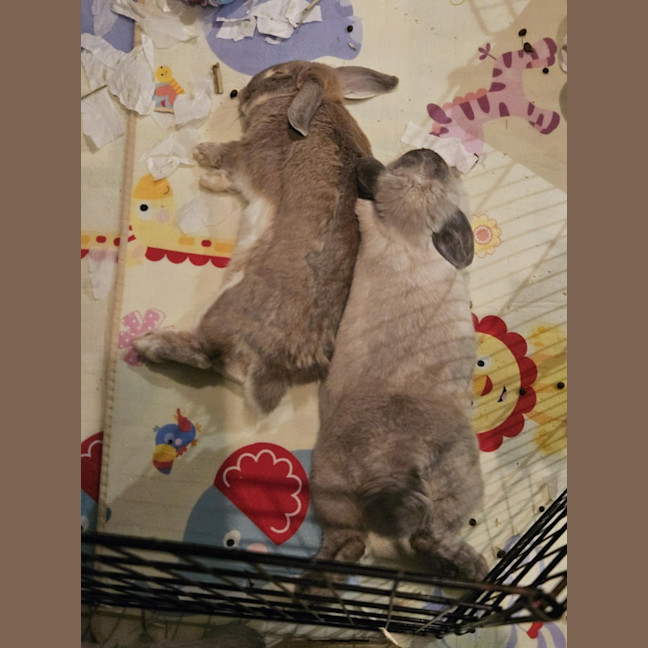 Photo of Celia / Ginger / Bonnie