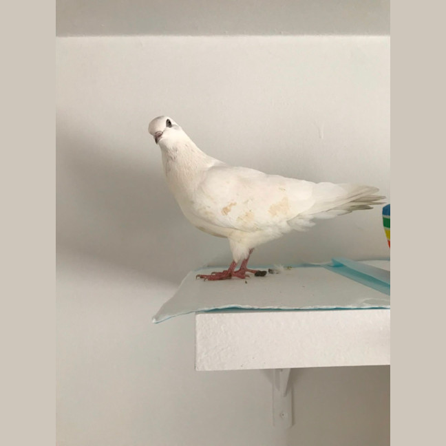 Photo of Squidge