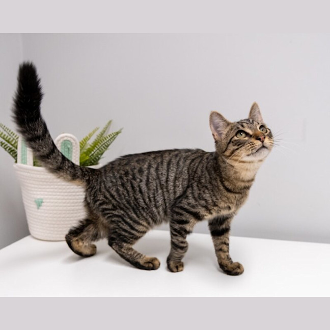 Photo of Banksi