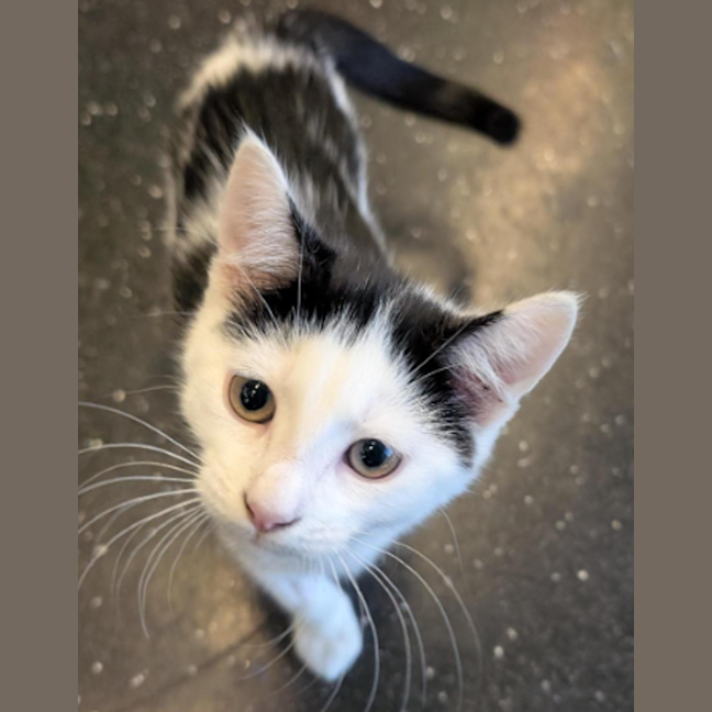 Photo of Blue Eyes White Dragon