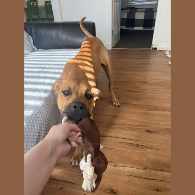 Photo of Kindle (Honey)