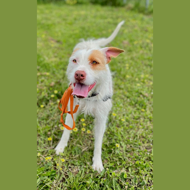 Photo of Luna
