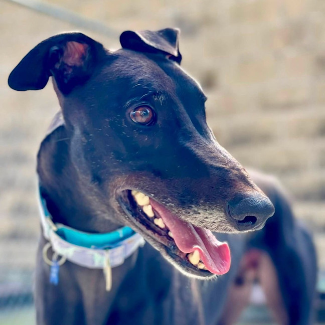 Photo of Logan The Greyhound