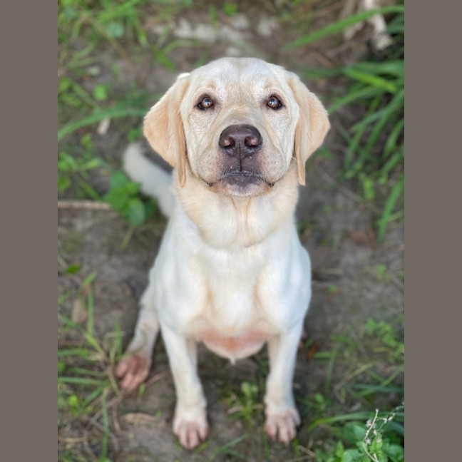 Photo of Rambo