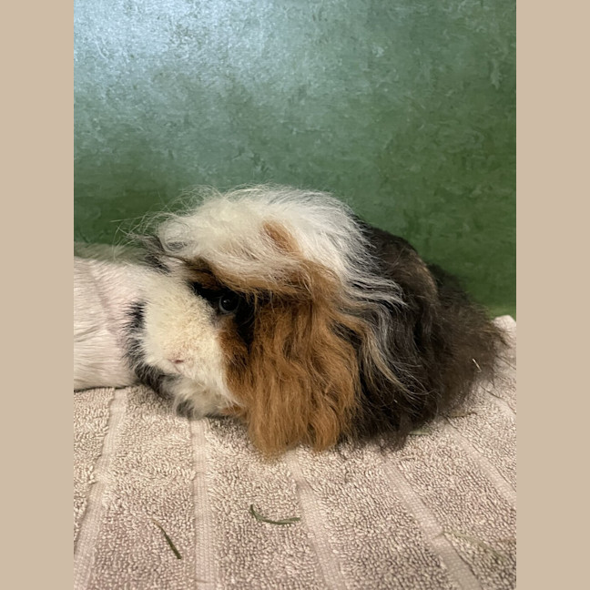Photo of Pip (Bonded To Brie)