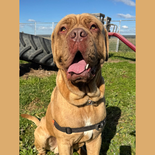 Photo of Mowgli