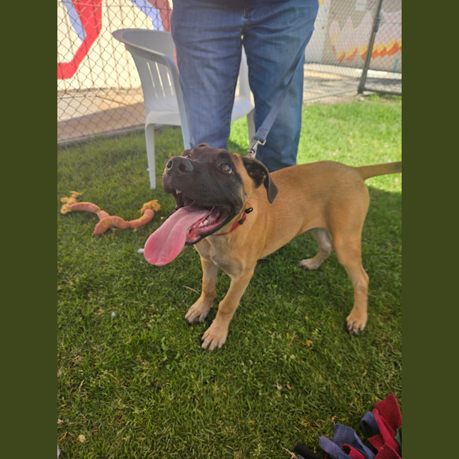 Photo of Chico