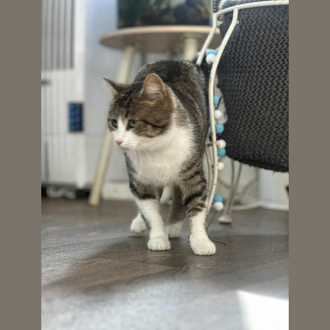 Photo of Josie* 9 Lives Project Rescue*