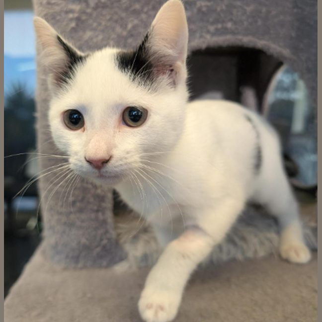 Photo of Dark Magician