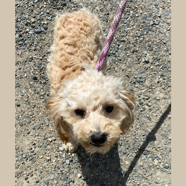 Photo of Teddy