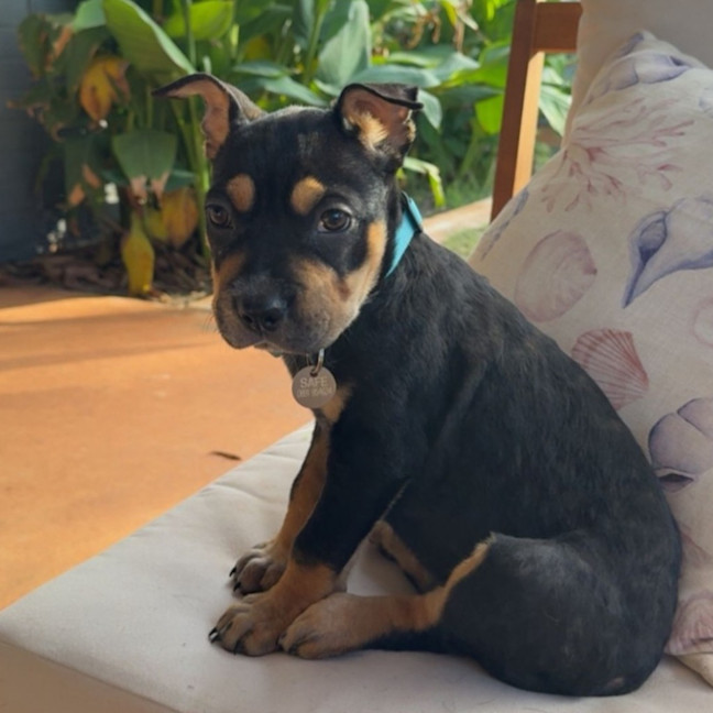 Photo of Maverick
