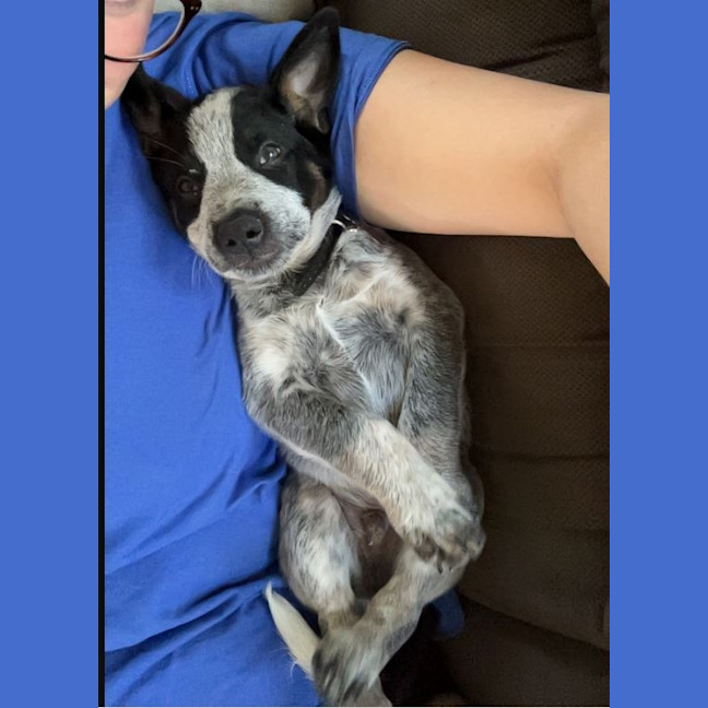 Photo of Ralphie (Now Dexter)