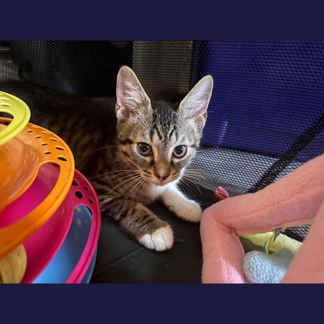Photo of Peanut