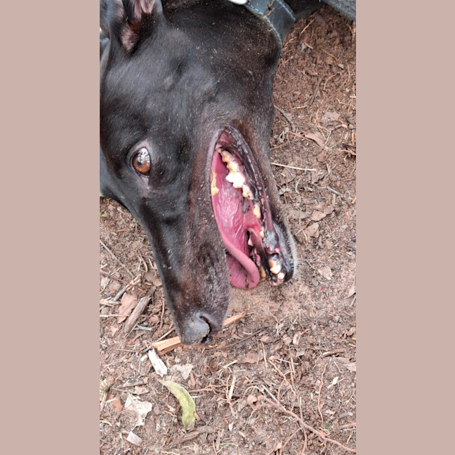 Photo of Molly