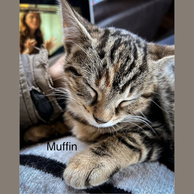 Photo of Muffin
