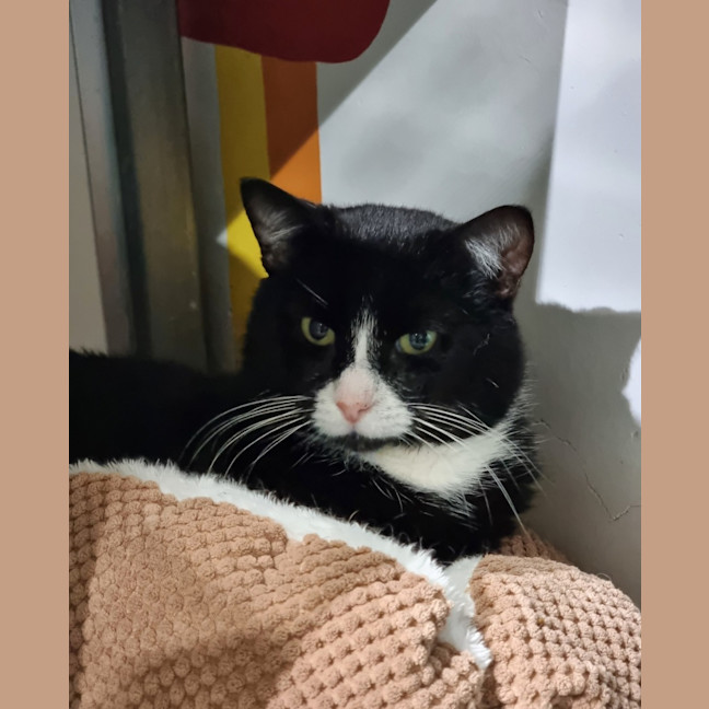 Photo of Kipper