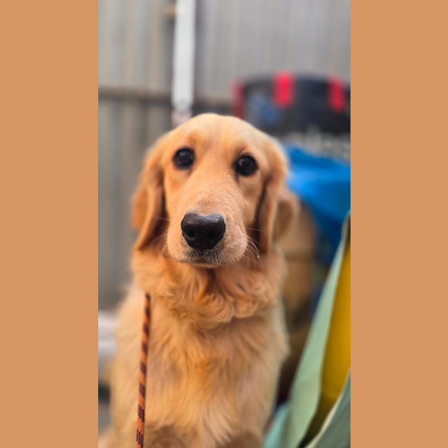 Photo of Stella