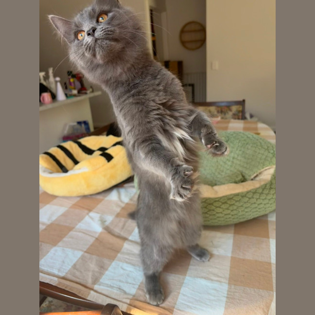 Photo of Peppercorn