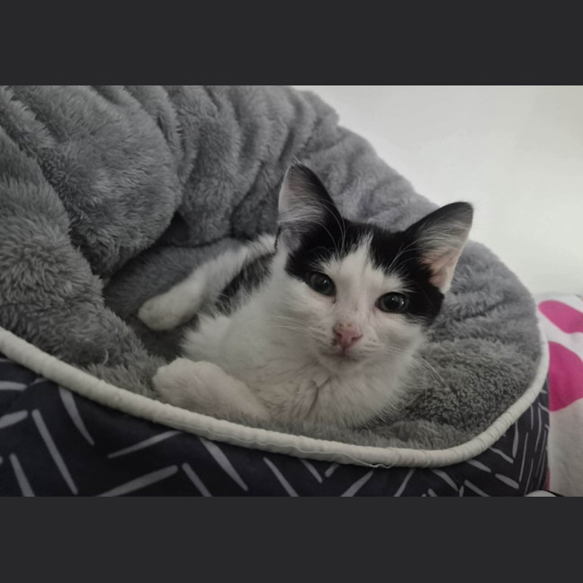 Photo of Jessie *9 Lives Project Rescue*