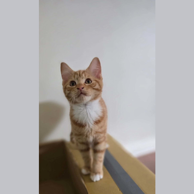 Photo of Donald Meet Me@Petstock Keysbourough Store