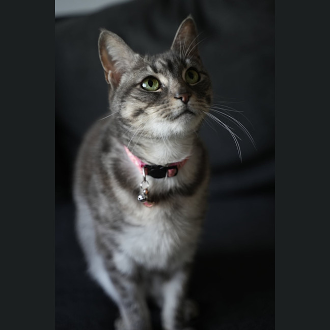 Photo of Bella