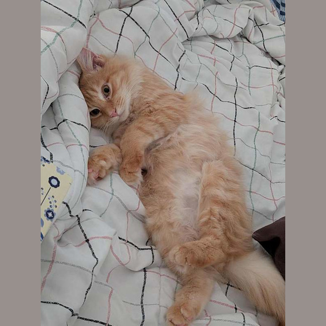 Photo of Toby