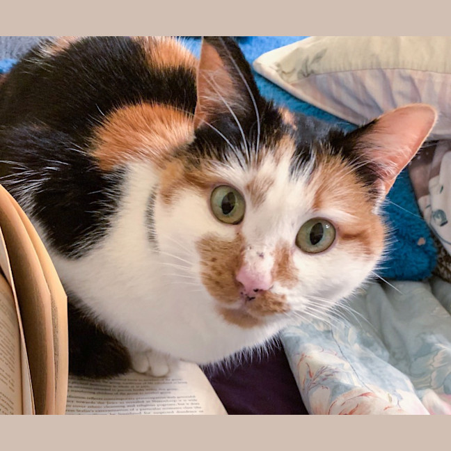 Photo of Mara
