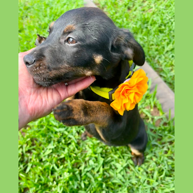 Photo of Daisy   5 Month Old Kelpie X Jack Russell