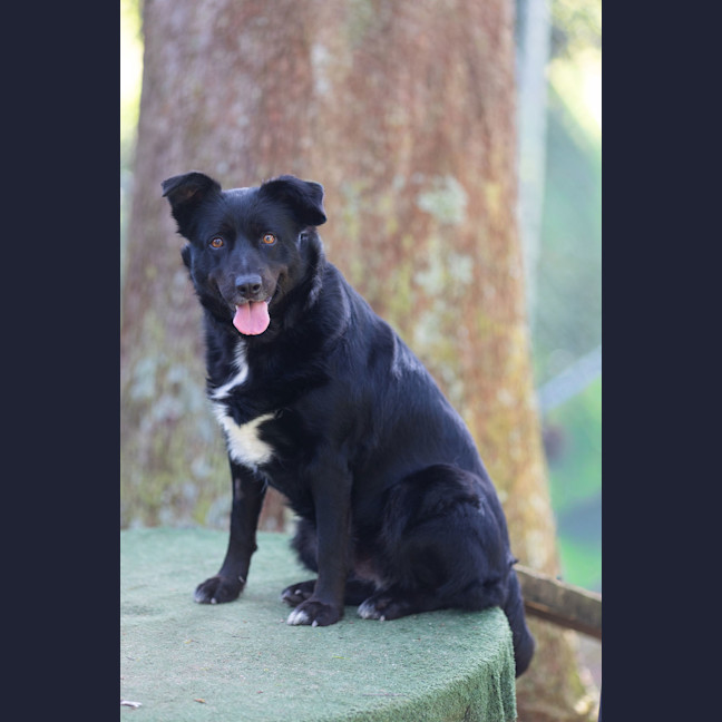 Photo of Koda