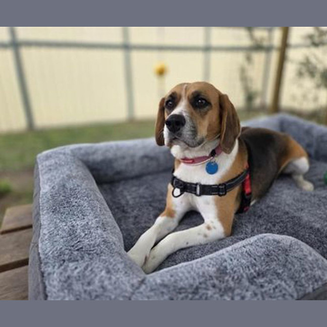 Photo of Josie
