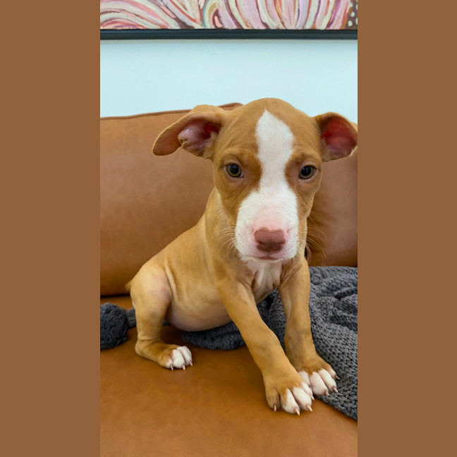 Photo of Cedar   10 Week Old Staffy X (On Trial)