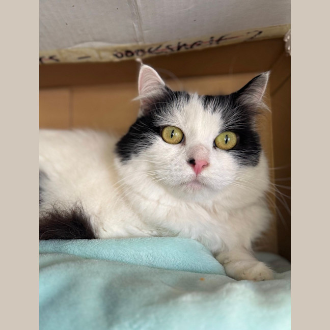 Photo of Luna