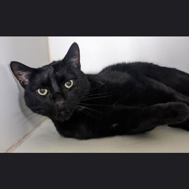 Photo of Coal