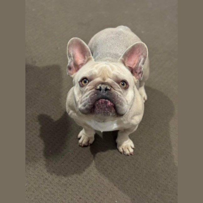 Photo of Lady Heidi 
