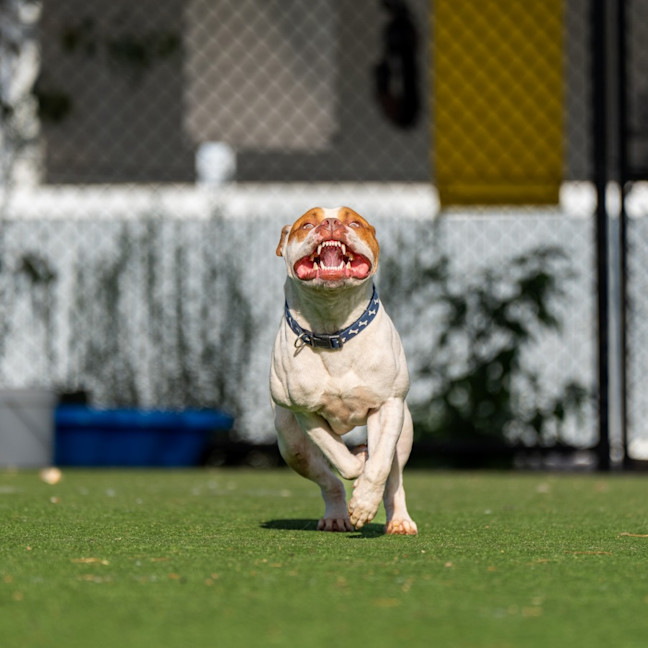 Photo of Cheezel Imp 2596