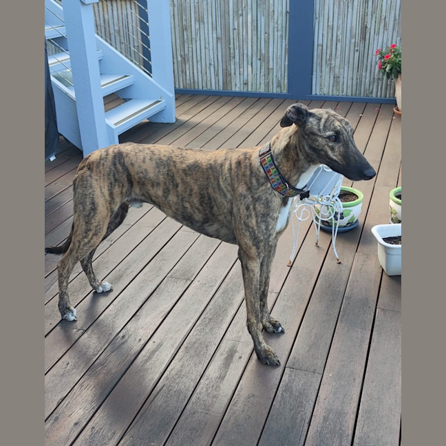 Photo of Hugo