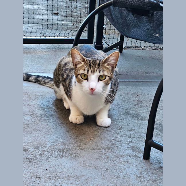 Photo of Milo