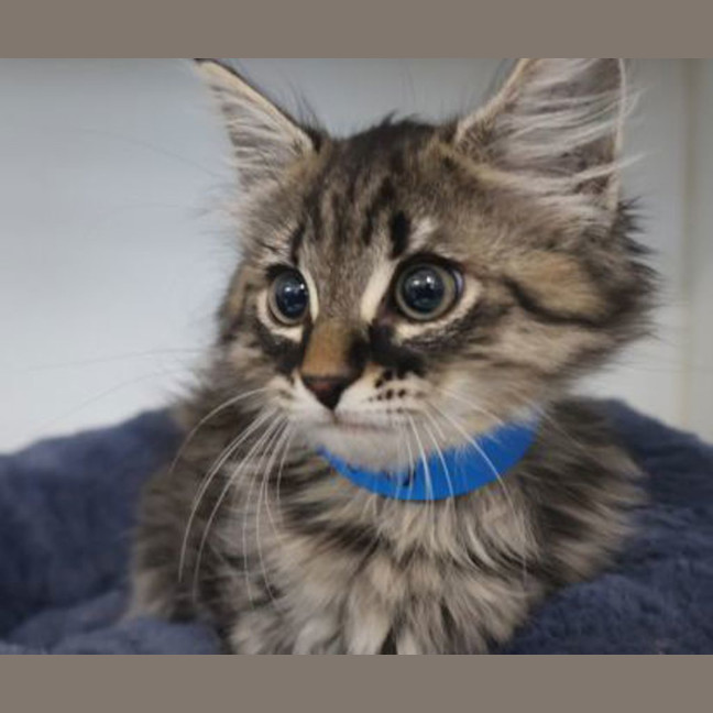 Photo of Miggles