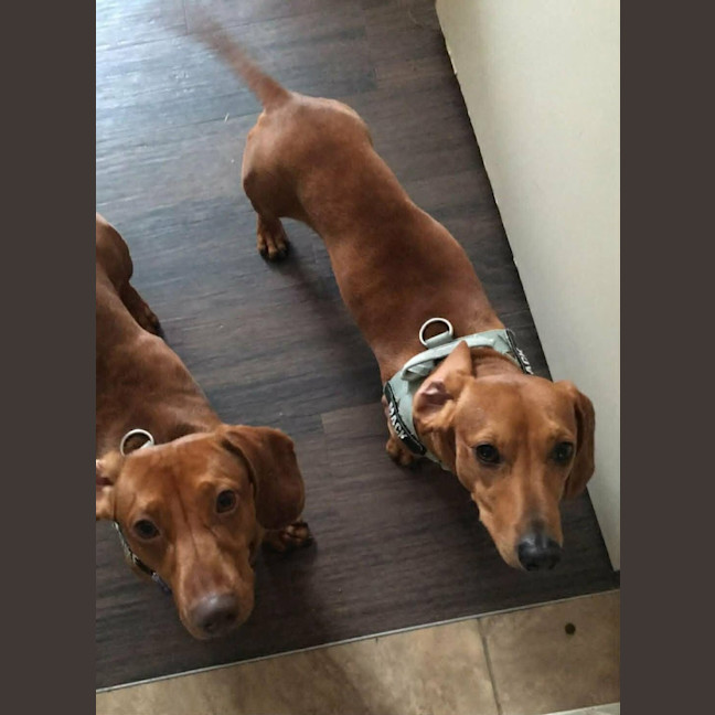 Photo of Duke And Mack