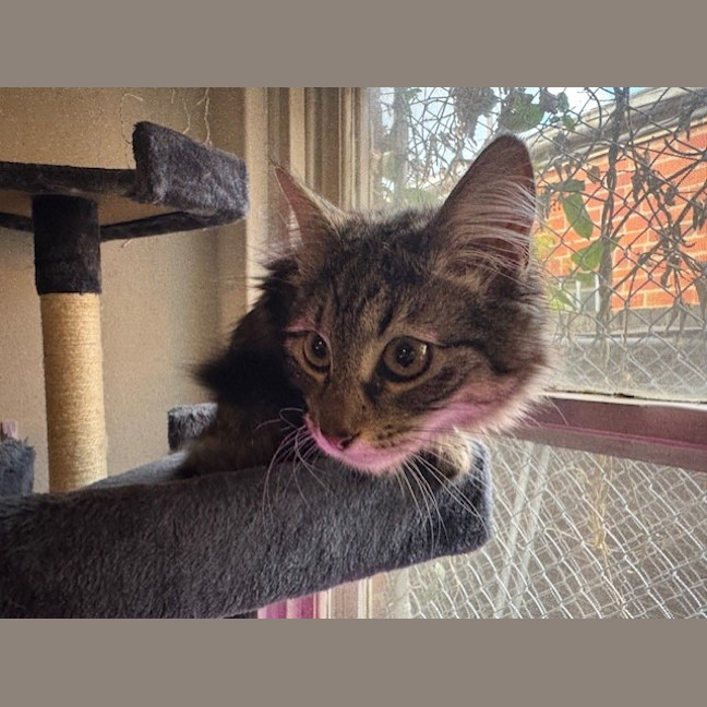 Photo of Pepper Paws