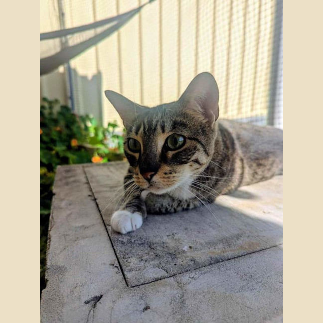 Photo of Pepper